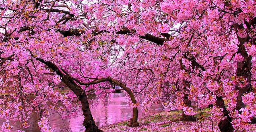 ‏بهترین نقاط برای تماشای شکوفه های گیلاس (+عکس)