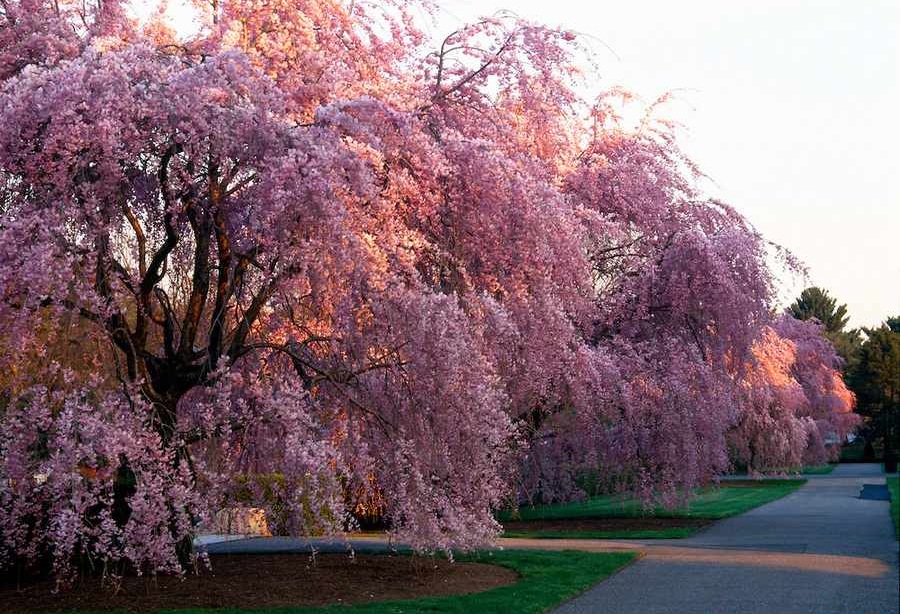 ‏بهترین نقاط برای تماشای شکوفه های گیلاس (+عکس)