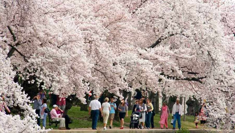 ‏بهترین نقاط برای تماشای شکوفه های گیلاس (+عکس)