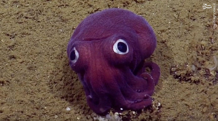 هشت پا با چشم های عروسکی (عکس)