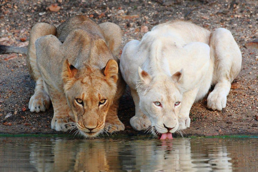 شیرهای سفید؛ حیوانات باشکوه حیات وحش آفریقا (+عکس) شیرهای سفید؛ حیوانات باشکوه حیات وحش آفریقا (+عکس)