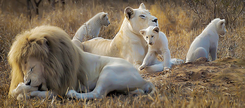 شیرهای سفید؛ حیوانات باشکوه حیات وحش آفریقا (+عکس) شیرهای سفید؛ حیوانات باشکوه حیات وحش آفریقا (+عکس)