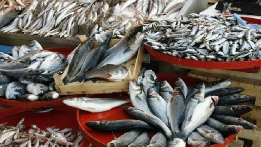 صادرات  528 میلیون دلاری محصولات شیلات