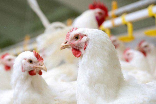 آنفلوآنزای انسانی ارتباطی به پرندگان ندارد