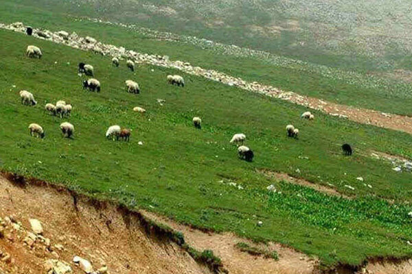 ۶۵ میلیون راس دام سبک در کشور وجود دارد