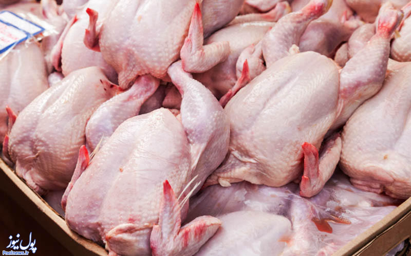 مرغداران زیان ۶۰۰ میلیاردتومانی در یک ماه اخیر تجربه کردند مرغداران زیان ۶۰۰ میلیاردتومانی در یک ماه اخیر تجربه کردند