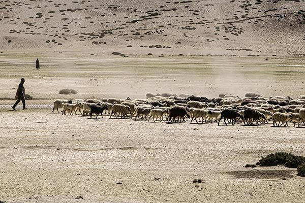 مشکلات دامداری و پرورش گوسفند