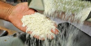 واردات ۷۱۵ هزارتن برنج در ۶ ماه امسال واردات ۷۱۵ هزارتن برنج در ۶ ماه امسال
