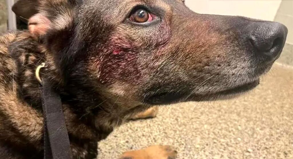 دزدی که سگ پلیس را گاز گرفت