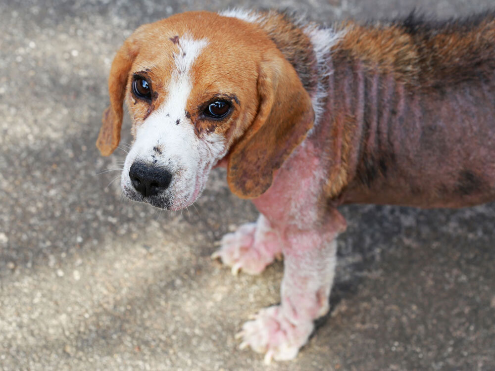 بیماری‌های خطرناکی که از سگ به انسان منتقل می‌شود