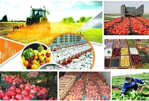مواد غذایی ناسالم اثرات مخربی برای جوامع و دولت ها دارد