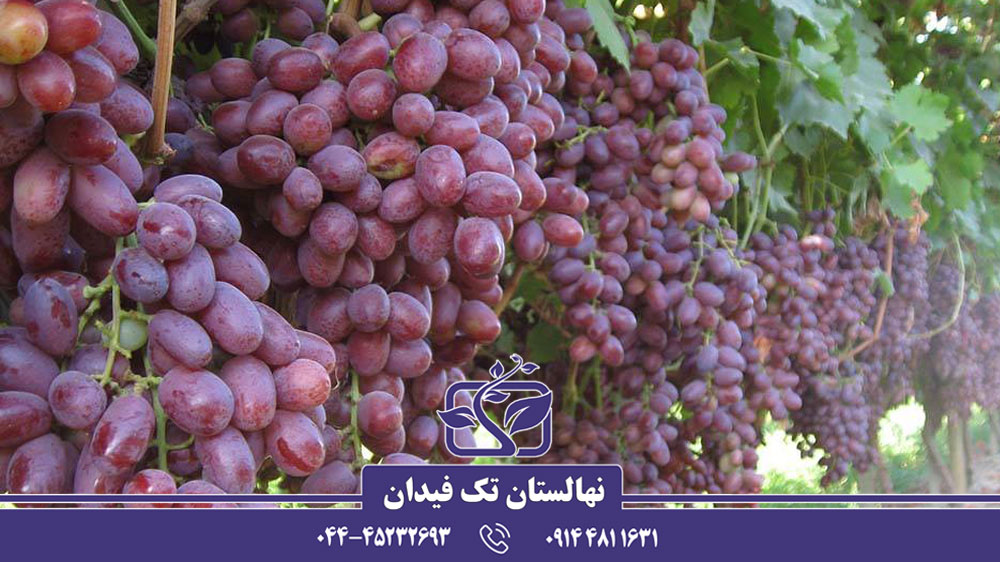 معرفی پنج نهال انگور برترخارجی