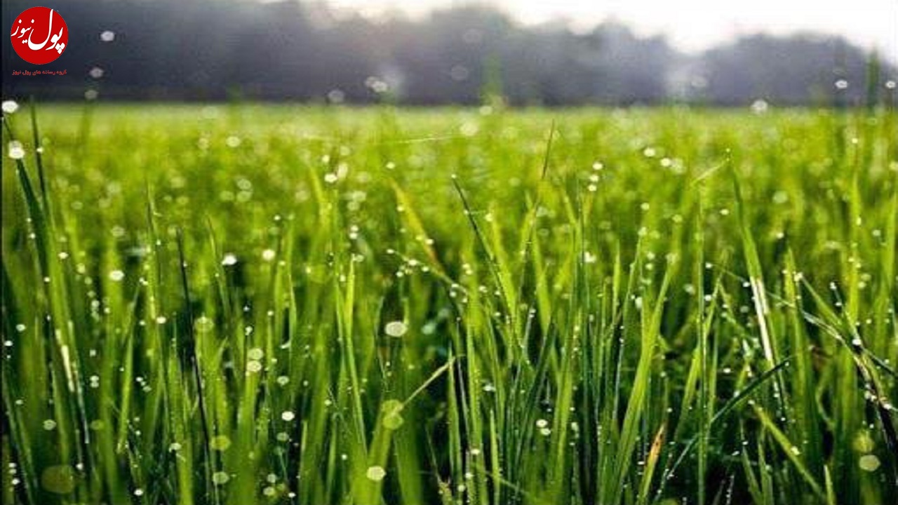 مبارزه شیمیایی علیه علف های هرز در سطح ۶۶ هزار هکتار انجام شد