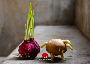 روش نگهداری سیب‌ زمینی و پیاز