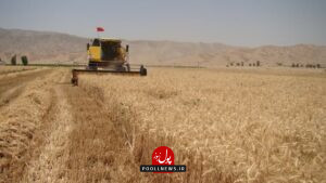 کاهش گندم در پلدختر