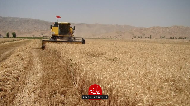 کاهش گندم در پلدختر