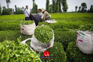 چای در گیلان و مازندران