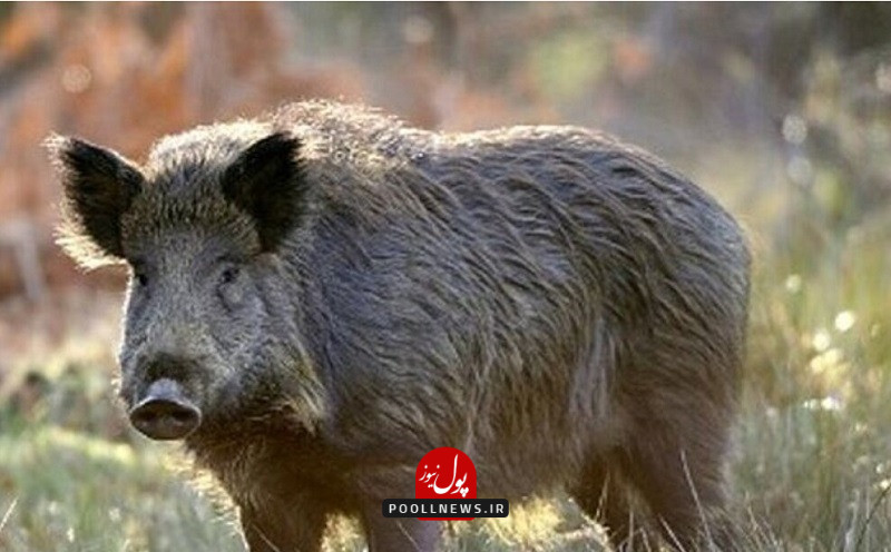 گرازها